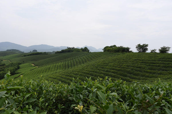 Bio & Fairtrade in China hochwertiger Bio und Fairtrade Tee handgepflückt und traditionell