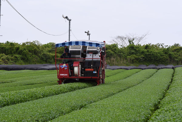 Bio Tee trotz Hightech aus Südkorea. Nachhaltige Landwirtschaft und Teeernte auf der Teeplantage mit Maschinen